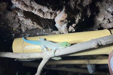 Geckos kaufen und verkaufen Foto: Phelsuma Standingi, Querstreifen Taggecko eigene Nachzuchten abzugeben