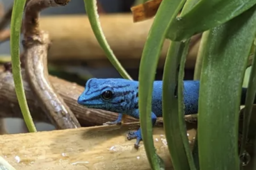 Geckos kaufen und verkaufen Foto: Lygodactylus Williamsi Männchen 3.0 / Himmelblauer Zwergtagegecko 