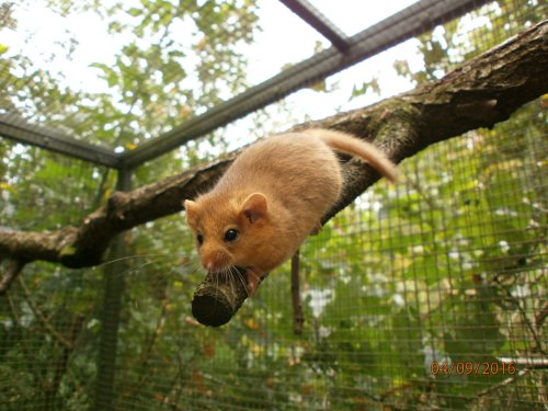 Exotic mammals kaufen und verkaufen Photo: Haselmäuse (Muscardinus avellanarius), Gartenschläfer 