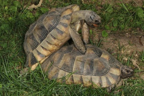 Schildkröten  kaufen und verkaufen Foto: Adultes Männchen aus eigenen Zucht