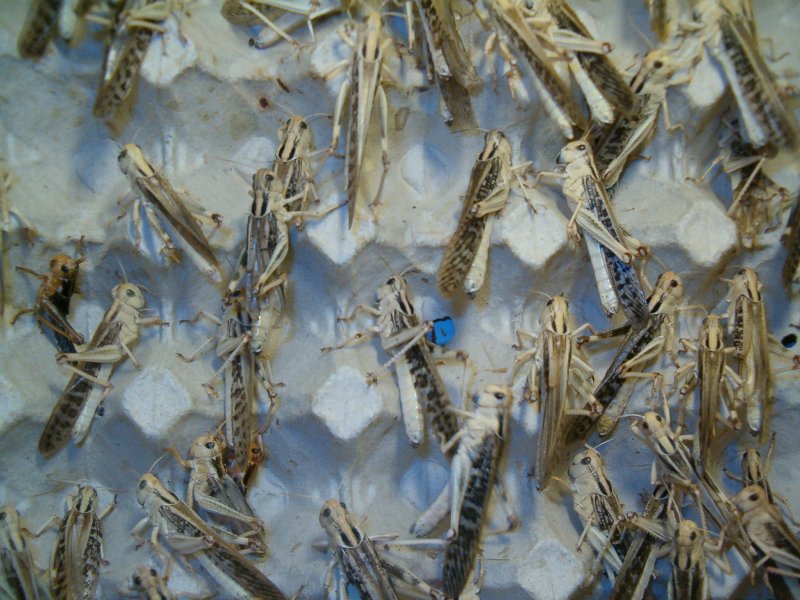 Futtertiere kaufen und verkaufen Foto: Biete aus eigener Zucht Wanderheuschrecken und Wüstenheuschrecken an