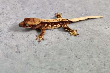 Geckos kaufen und verkaufen Photo: Correlophus ciliatus 50piece 