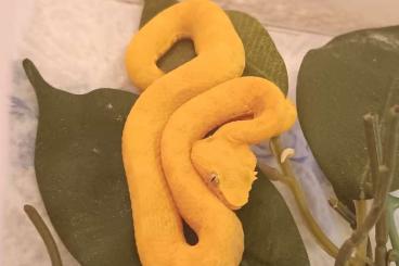 Giftschlangen kaufen und verkaufen Foto: Bothriechis schlegelii (Yellow or Golden type) 1.1 for sale, 380 Euro, Giftschlangen kaufen und verkaufen Foto: Bothriechis schlegelii (Yellow or Golden type) 1.1 for sale, 380 Euro,