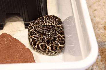 Giftschlangen kaufen und verkaufen Foto: Crotalus d. pifanorum for sale, CB25, 200 Euro pair / 120 Euro single, Giftschlangen kaufen und verkaufen Foto: Crotalus d. pifanorum for sale, CB25, 200 Euro pair / 120 Euro single,