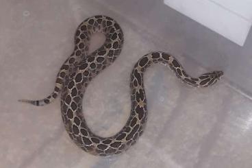 Venomous snakes kaufen und verkaufen Photo: 0.1 Crotalus polystictus (2021), 45cm, €350.
