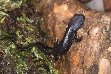salamanders kaufen und verkaufen Photo: Tritones viente de fuego cynops, ensicauda y popei