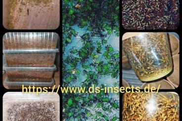 Feeder animals kaufen und verkaufen Photo: Drosophila, Springschwänze, Asseln, Blattläuse 