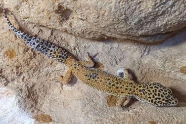 Geckos kaufen und verkaufen Foto: Eublepharis macularius 1.2