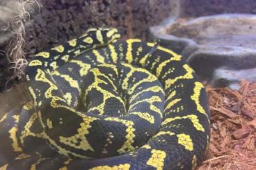 Pythons kaufen und verkaufen Photo: Morelia spilota cheynei / jungle carpet python Pythons kaufen und verkaufen Photo: Morelia spilota cheynei / jungle carpet python