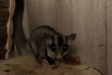 Exotic mammals kaufen und verkaufen Photo: 4,0 Sugarglider suchen neues zu Hause 