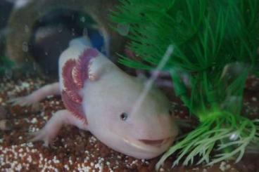 Newts kaufen und verkaufen Photo: Zwei Axolotl (m+w) suchen ein neues Zuhause