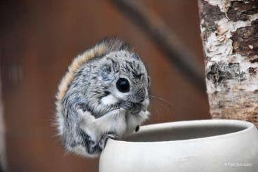 Exotic mammals kaufen und verkaufen Photo: Siberian Flying Squirrel (pteromys volans)