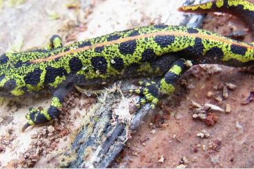 newts and salamanders kaufen und verkaufen Photo: Triturus marmoratus (Marmormolch)