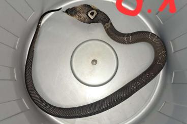 Snakes kaufen und verkaufen Photo: 1,1 Naja kouthia Monokelkobra Snakes kaufen und verkaufen Photo: 1,1 Naja kouthia Monokelkobra