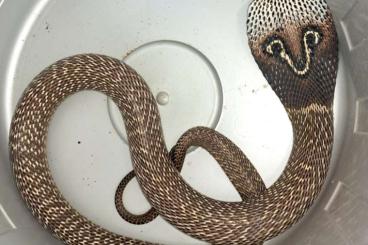 Venomous snakes kaufen und verkaufen Photo: 1,1 Naja naja Brillenschlange Nz.22 Venomous snakes kaufen und verkaufen Photo: 1,1 Naja naja Brillenschlange Nz.22
