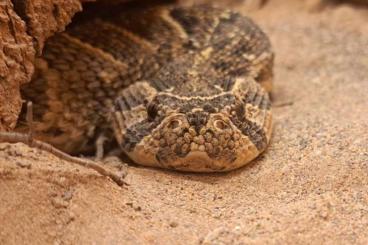 Venomous snakes kaufen und verkaufen Photo: 1,2 Bitis arietans Puffotter Venomous snakes kaufen und verkaufen Photo: 1,2 Bitis arietans Puffotter