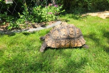 Landschildkröten kaufen und verkaufen Foto: Gesucht - weibliche Pantherschildkröte Stigmochelys pardalis oä. Landschildkröten kaufen und verkaufen Foto: Gesucht - weibliche Pantherschildkröte Stigmochelys pardalis oä.