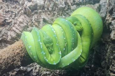 Pythons kaufen und verkaufen Foto: 1.0 Morelia viridis merauke