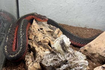 Schlangen kaufen und verkaufen Foto: Suche 1,0 Thamnophis sirtalis Flame adult Schlangen kaufen und verkaufen Foto: Suche 1,0 Thamnophis sirtalis Flame adult