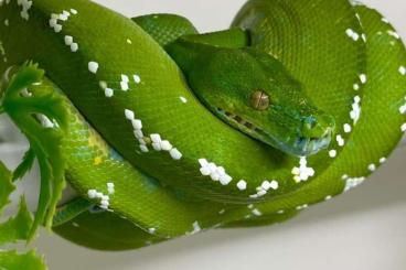 Pythons kaufen und verkaufen Foto: Vends morelia viridis sorong bluish et aru high white