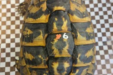 Turtles and Tortoises kaufen und verkaufen Photo: Griechische Landschildkröten Turtles and Tortoises kaufen und verkaufen Photo: Griechische Landschildkröten