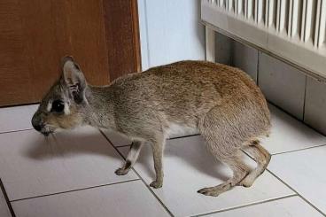 Exotic mammals kaufen und verkaufen Photo: Kleiner Mara männlich (Pampashase)geboren. 2022