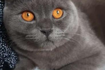 Exotic mammals kaufen und verkaufen Photo: Blue grey british shorthair cat blau graue britische kurzhaar katze
