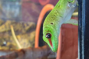 Geckos kaufen und verkaufen Photo: Verkaufe hübsche Große Madagaskar Taggeckos/Phelsuma Gradnis Babys