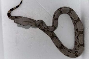 Boas kaufen und verkaufen Photo: Boa Constrictor Amarali 2.1 Terry Line