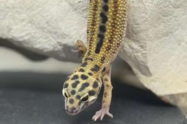 Geckos kaufen und verkaufen Photo: Zwei Leopardgecko Mädchen abzugeben Geckos kaufen und verkaufen Photo: Zwei Leopardgecko Mädchen abzugeben