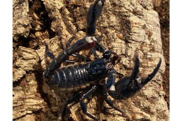 Scorpions kaufen und verkaufen Photo: Biete Heterometrus Silenus / Spinifer