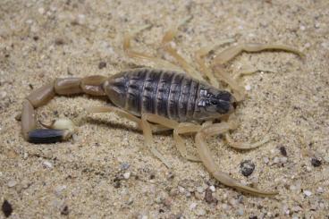Scorpions kaufen und verkaufen Photo: Skorpione cb’22 für Hamm, Buthidae