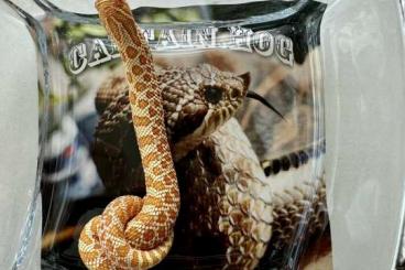 Snakes kaufen und verkaufen Photo: Hakennasennatter Heterodon Nasicus DNZ 2023
