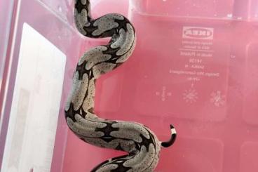 Boas kaufen und verkaufen Photo: Boa constrictor constrictor Guyana 0.0.8 Boas kaufen und verkaufen Photo: Boa constrictor constrictor Guyana 0.0.8