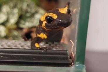 salamanders kaufen und verkaufen Photo: Feuersalamander Salamandra salamandra terrestris 