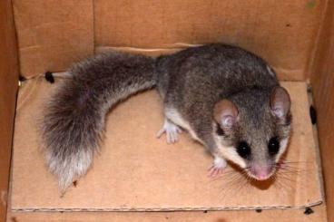 Exotic mammals kaufen und verkaufen Photo: Looking for dormice species 
