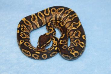 Schlangen kaufen und verkaufen Foto: Farbformen Python regius NZ 24 Schlangen kaufen und verkaufen Foto: Farbformen Python regius NZ 24