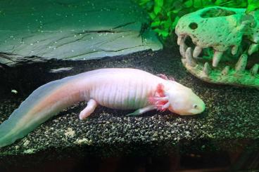 newts and salamanders kaufen und verkaufen Photo: Albino,Axolotl, weibchen 