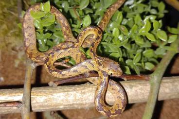 Snakes kaufen und verkaufen Photo: Boiga ceylonensis,  Srilankan cat snake