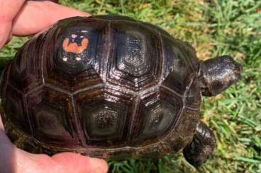 Turtles and Tortoises kaufen und verkaufen Photo: aldabrachelys gigantea beby          