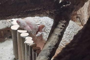 Exotic mammals kaufen und verkaufen Photo: Zwe  Igel Tanrek  zu verkaufen 