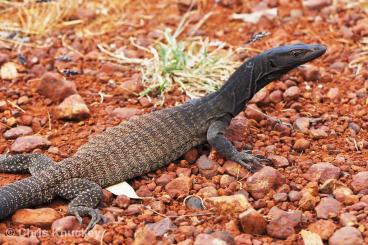 Monitor lizards kaufen und verkaufen Photo: Varanus Tristis Tristis (Black-Head-Monitor)