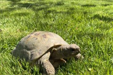 Landschildkröten kaufen und verkaufen Foto: Steppenschildkröte, Horsfildii, Vierzehenlandschildkröte - 2 Alttiere Landschildkröten kaufen und verkaufen Foto: Steppenschildkröte, Horsfildii, Vierzehenlandschildkröte - 2 Alttiere
