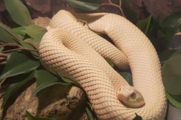 Snakes kaufen und verkaufen Photo: Hakennasennatter/hognose/Heterodon nasicus (adult) Snakes kaufen und verkaufen Photo: Hakennasennatter/hognose/Heterodon nasicus (adult)