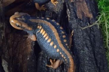 salamanders kaufen und verkaufen Photo: Tylototrithon shanjing  und Triturus marmoratus