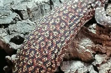 Monitor lizards kaufen und verkaufen Photo: Waranus acanthurus 1.0 NZ