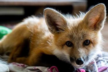 Exotische Säuger kaufen und verkaufen Foto: Domestic fox, tame smokey red fox - reservation for spring 2024