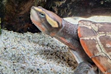 Schildkröten  kaufen und verkaufen Foto: Rotbauch-Spitzkopfschildkröte abzugeben in 04155