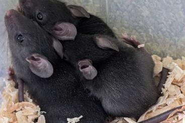 Exotic mammals kaufen und verkaufen Photo: Various Rodent Species - jirds, gerbils, voles, rats, mice, Exotic mammals kaufen und verkaufen Photo: Various Rodent Species - jirds, gerbils, voles, rats, mice,