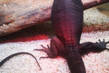 Warane kaufen und verkaufen Foto: Varanus salvator komaini black dragon 